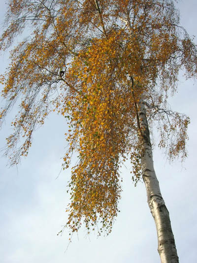 Hannah Rogers - gallery - Silver Birch