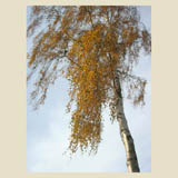 Silver Birch