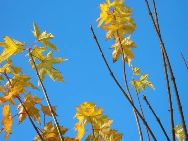 Hannah Rogers - gallery - Blue and Yellow